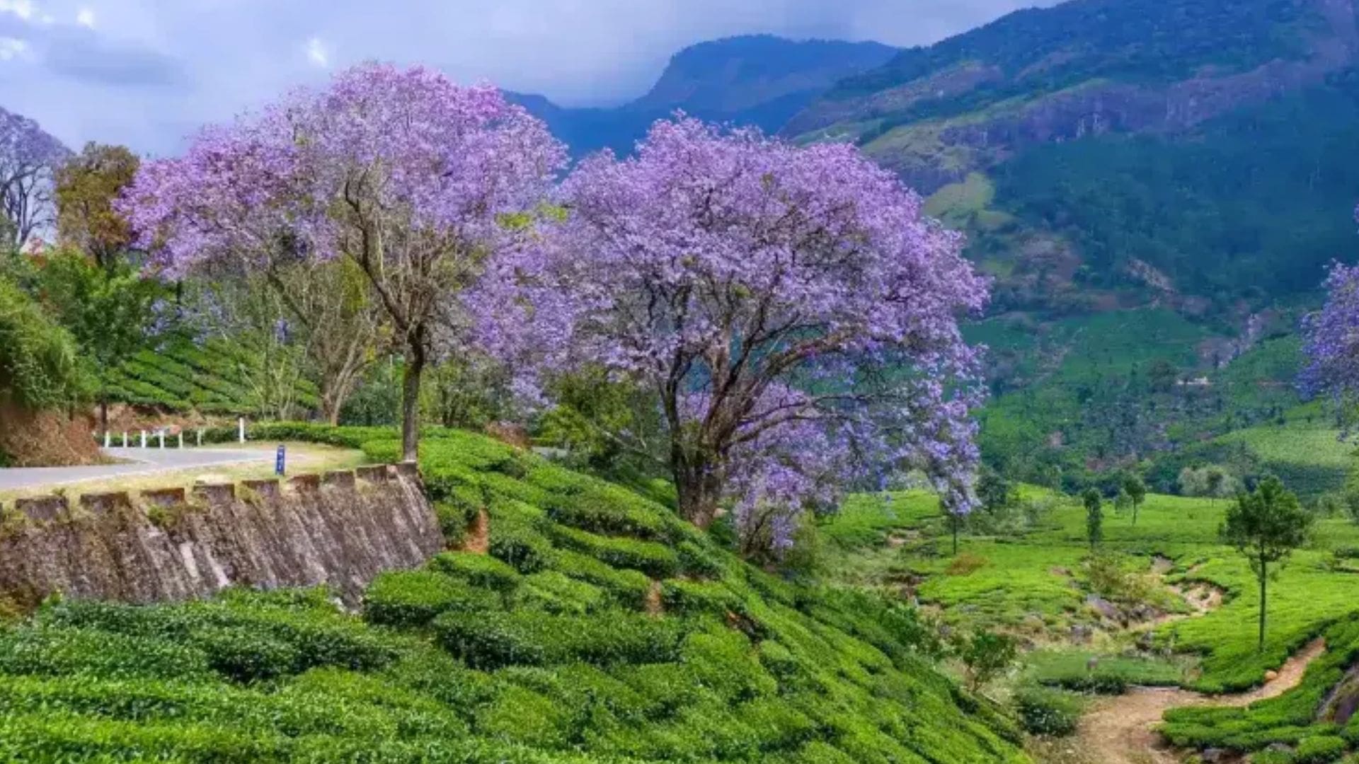 munnar-kerala