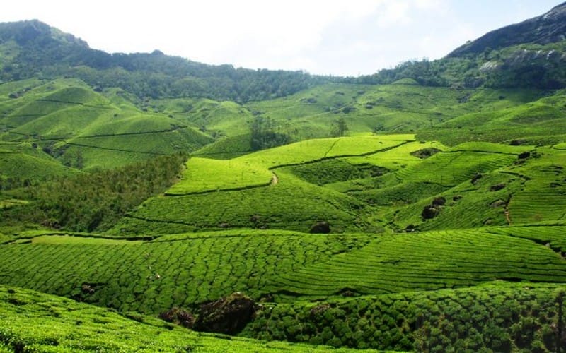 Munnar Tea Plantations in Munnar