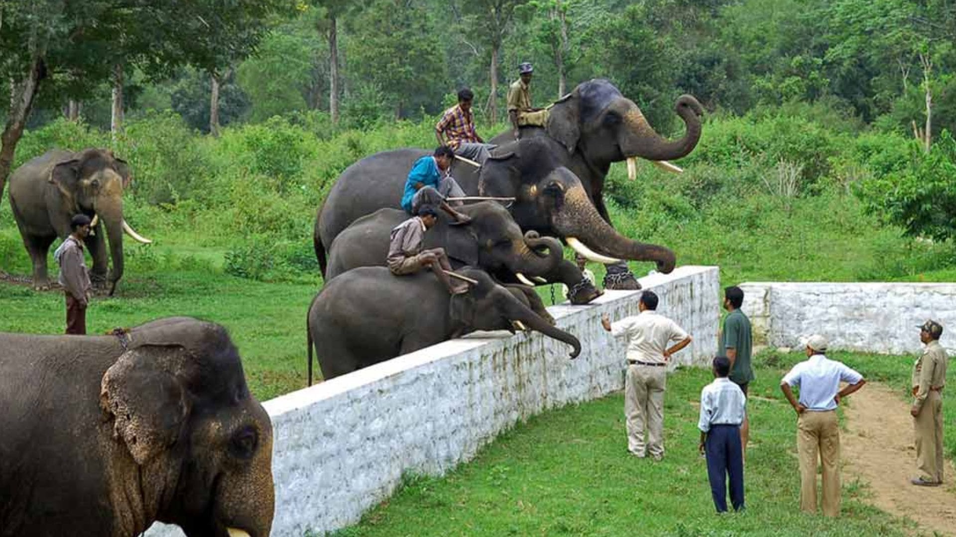 dubare-elephant-camp