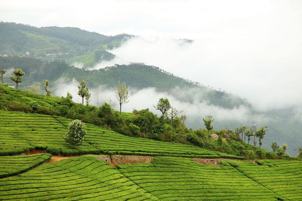tea gardens in Ooty