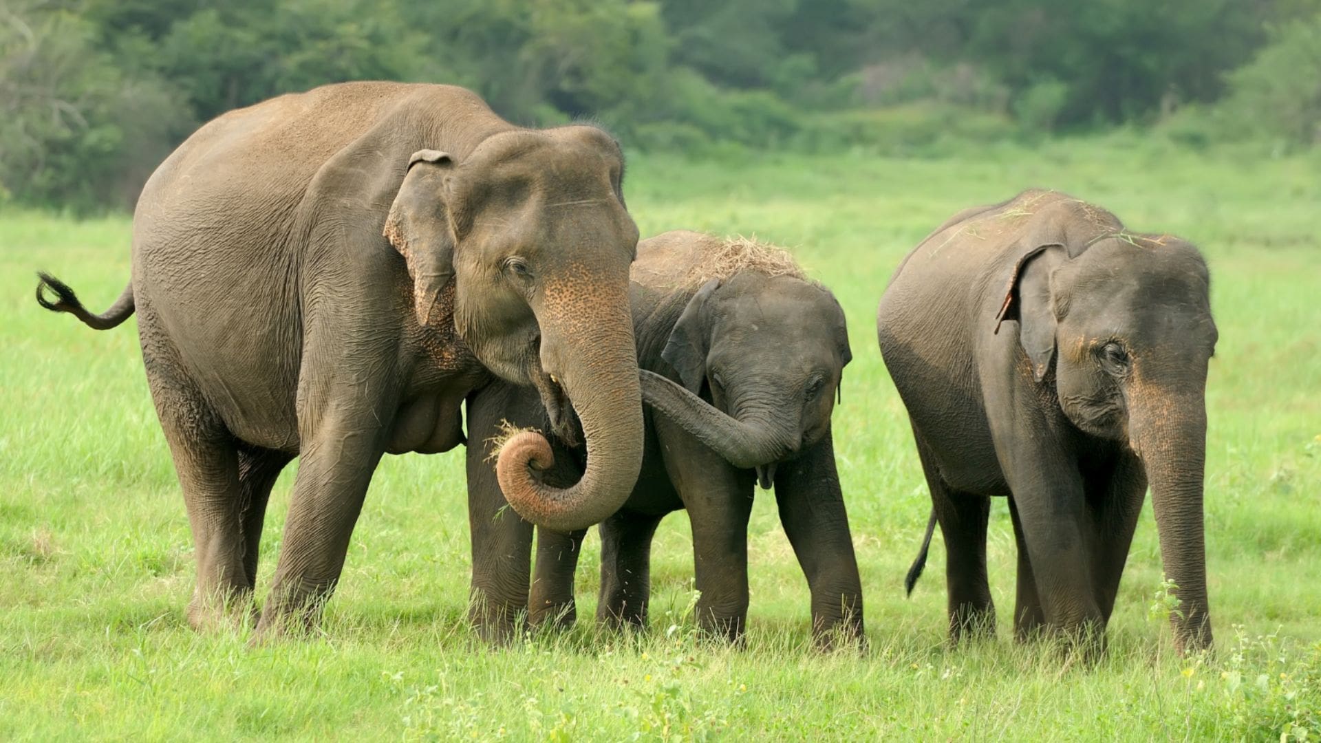 periyar-sanctuary
